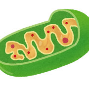 saibou_mitochondria